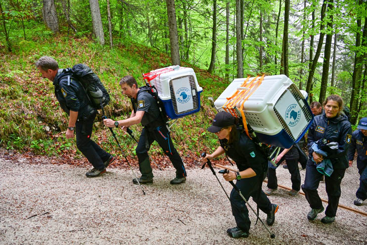 Nationalparkranger auf dem Weg in die Auswilderungsnische - © Hansruedi Weyrich (weyrichfoto.ch)