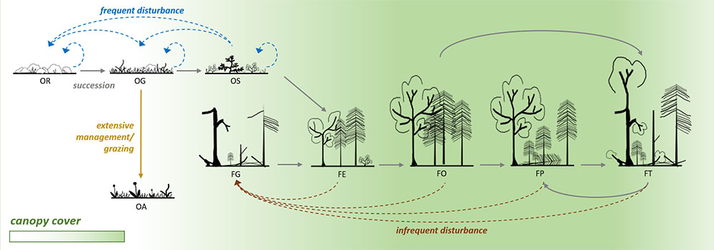 Habitat transitions and succession